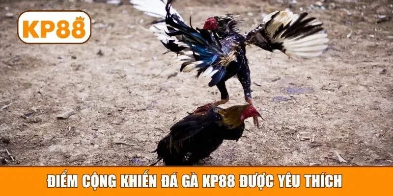 Điểm cộng khiến đá gà KP88 được yêu thích 