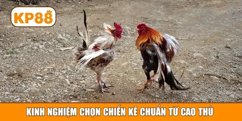 Kinh nghiệm chọn chiến kê chuẩn từ cao thủ 
