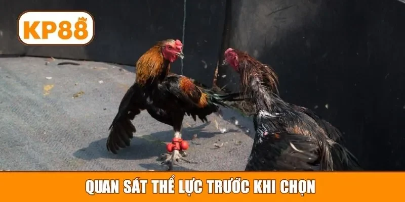 Quan sát thể lực trước khi chọn 